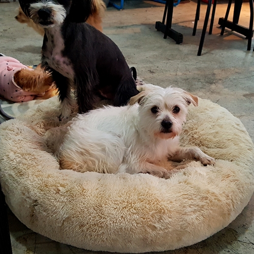 온달