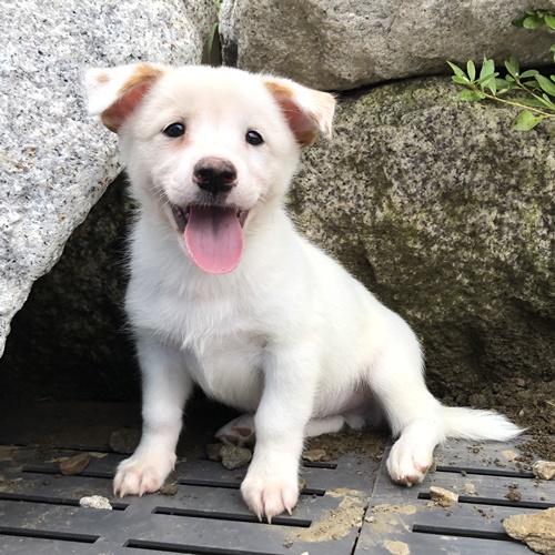 스벤 / (구)서피