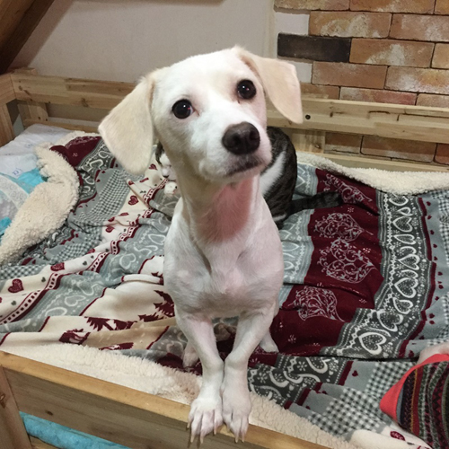 흰둥