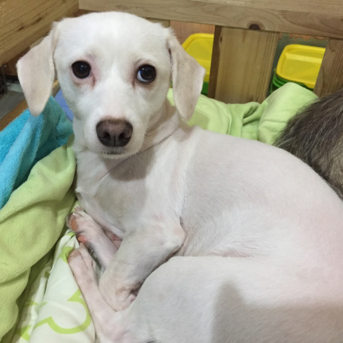 흰둥