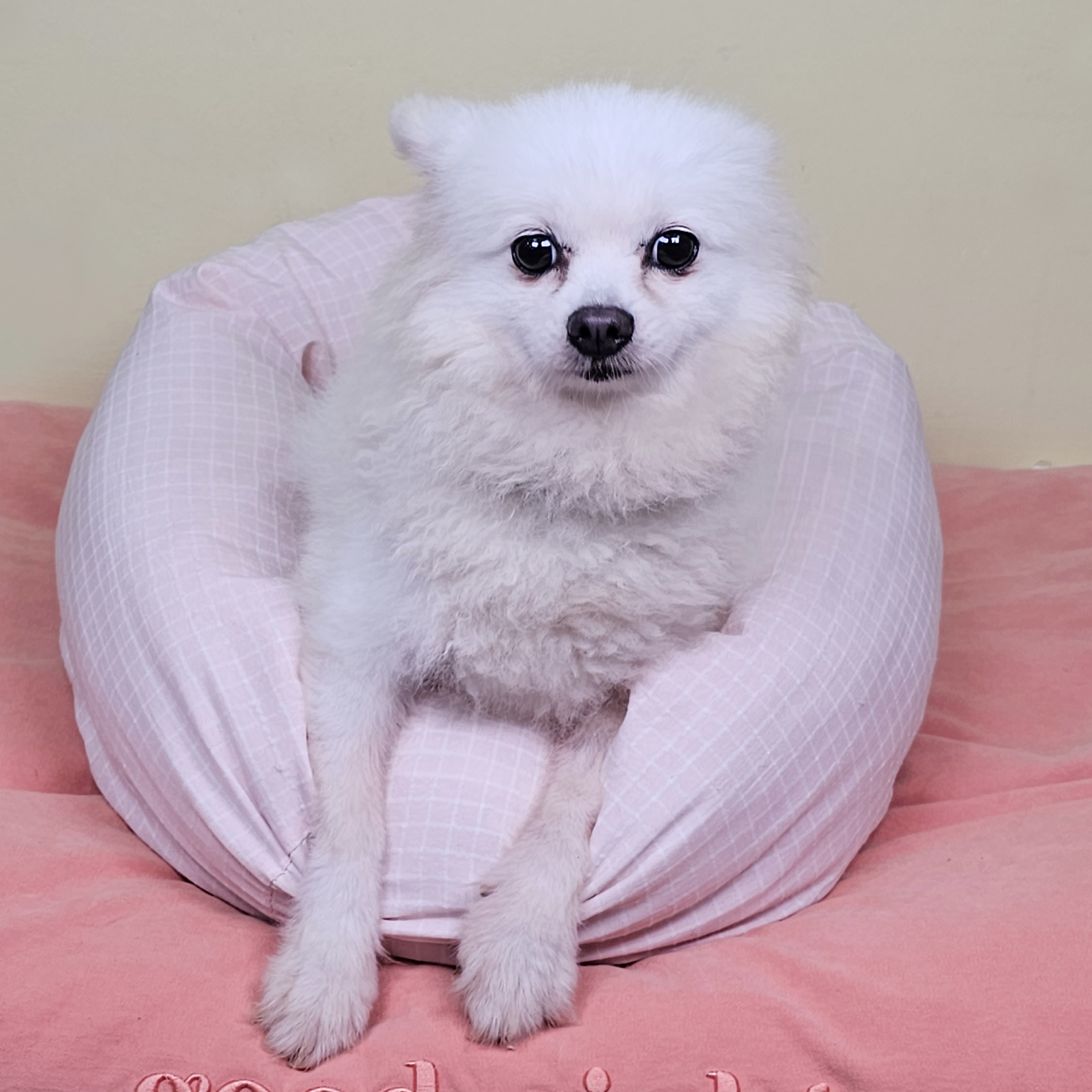 세이드