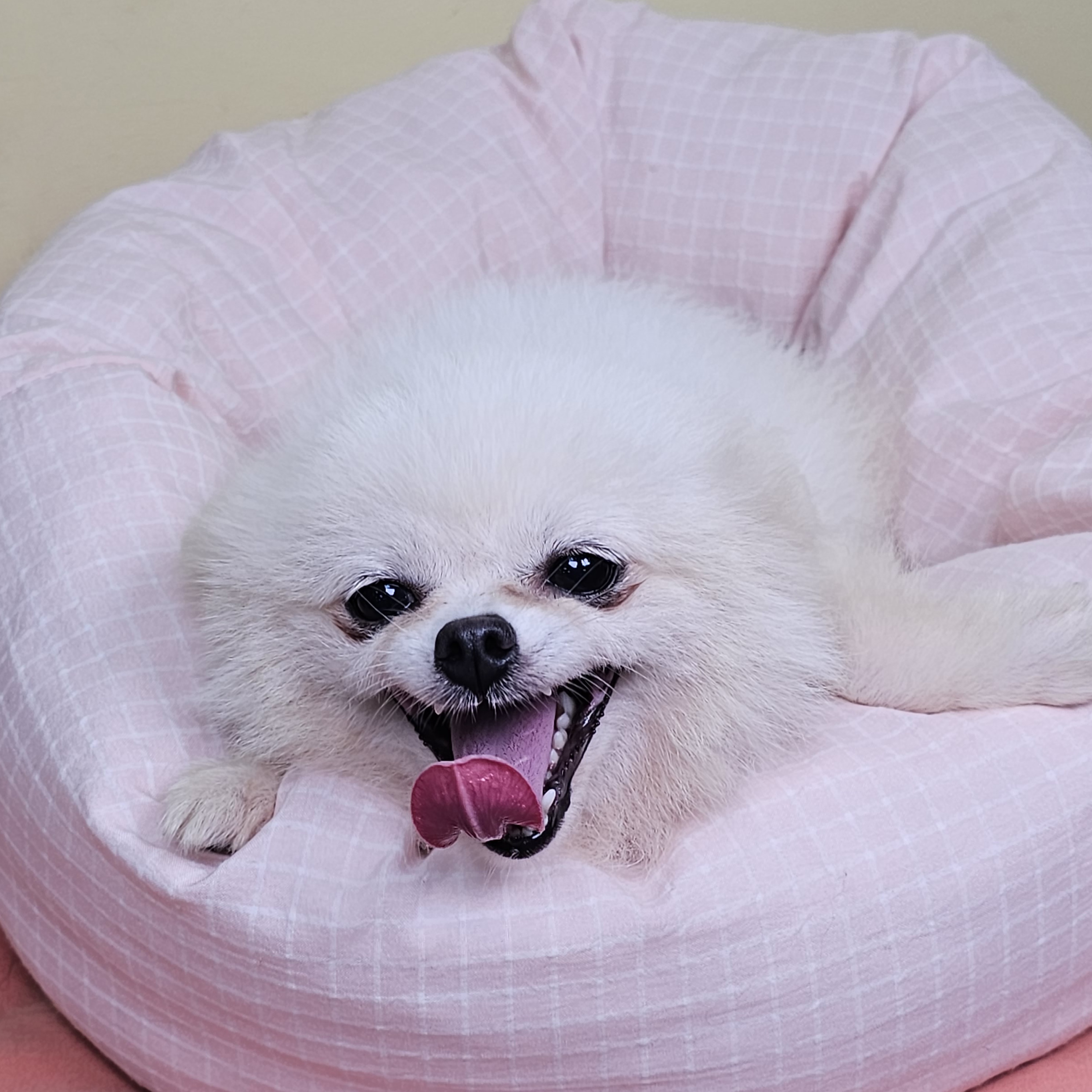 블랑