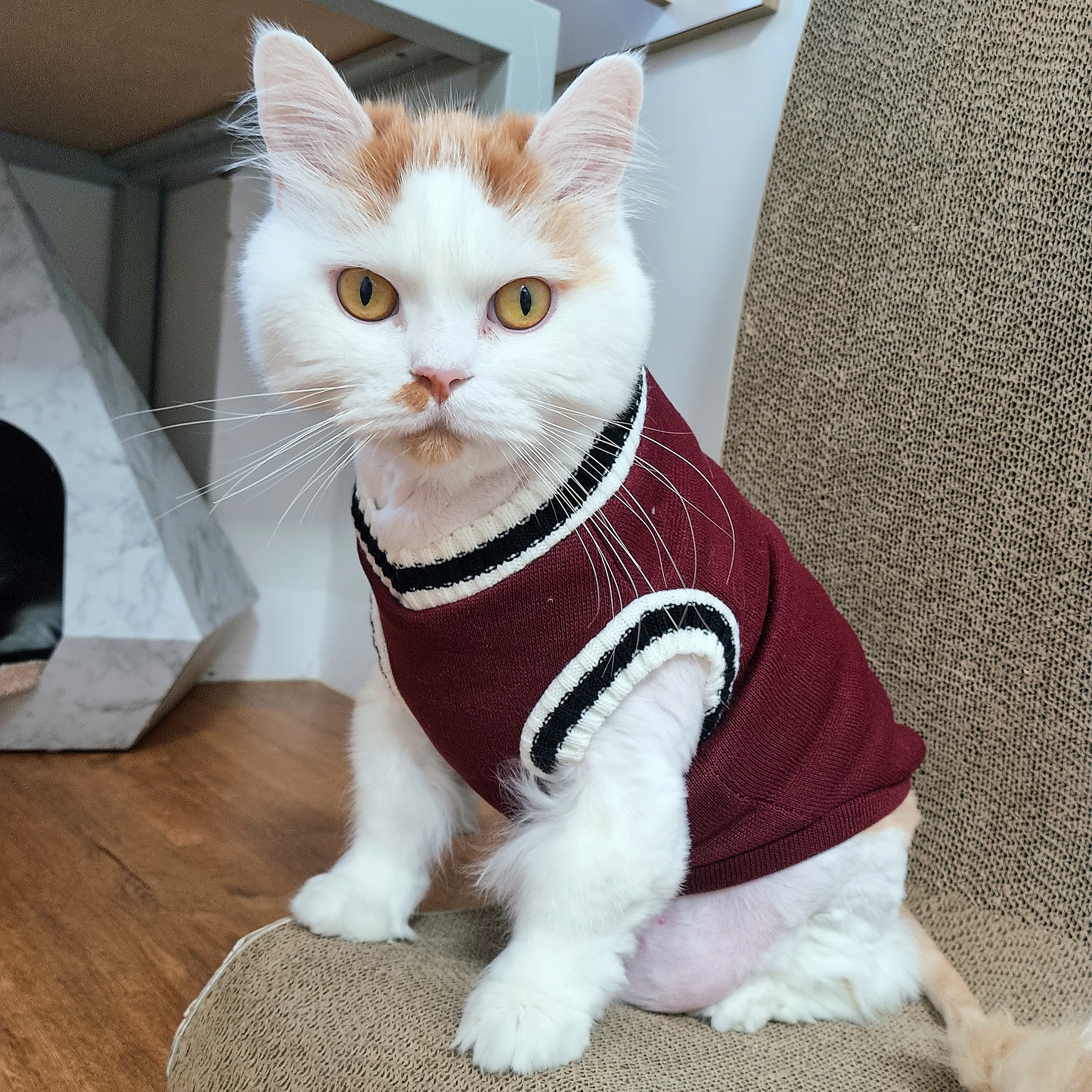 부앙