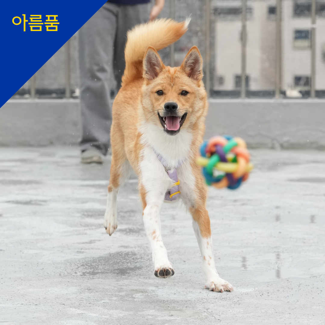 도라(입양 진행 중)