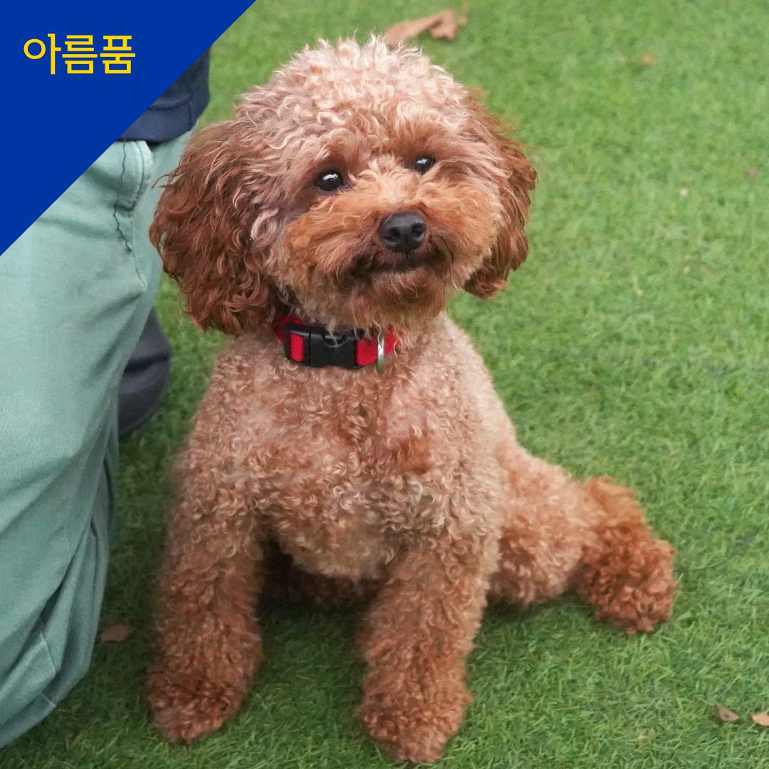 엄지 