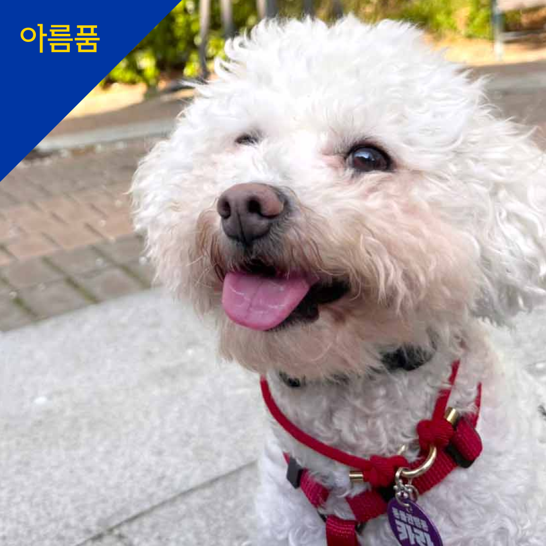 제인(입양 진행 중)