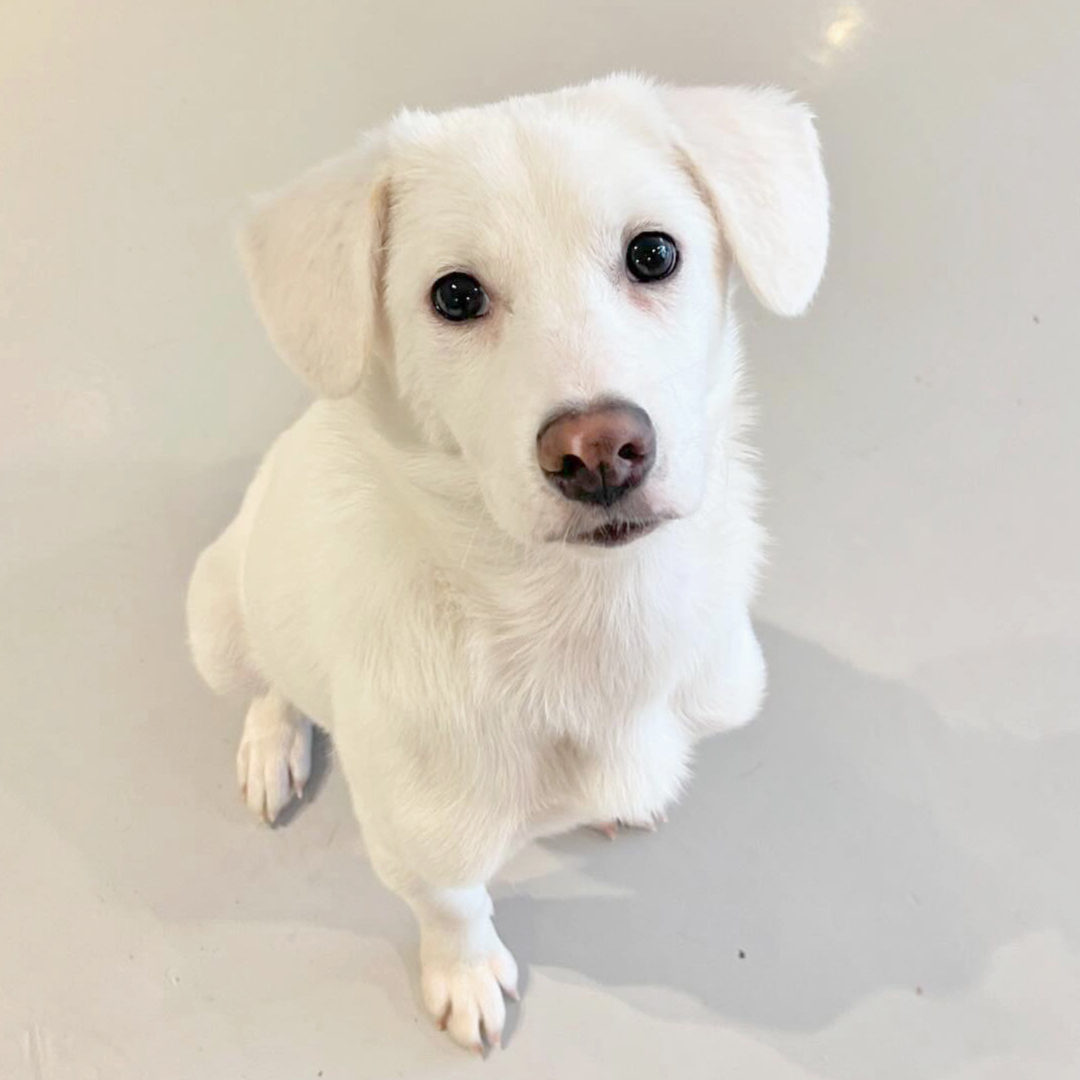 카푸