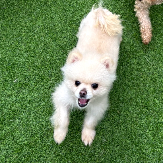 설이