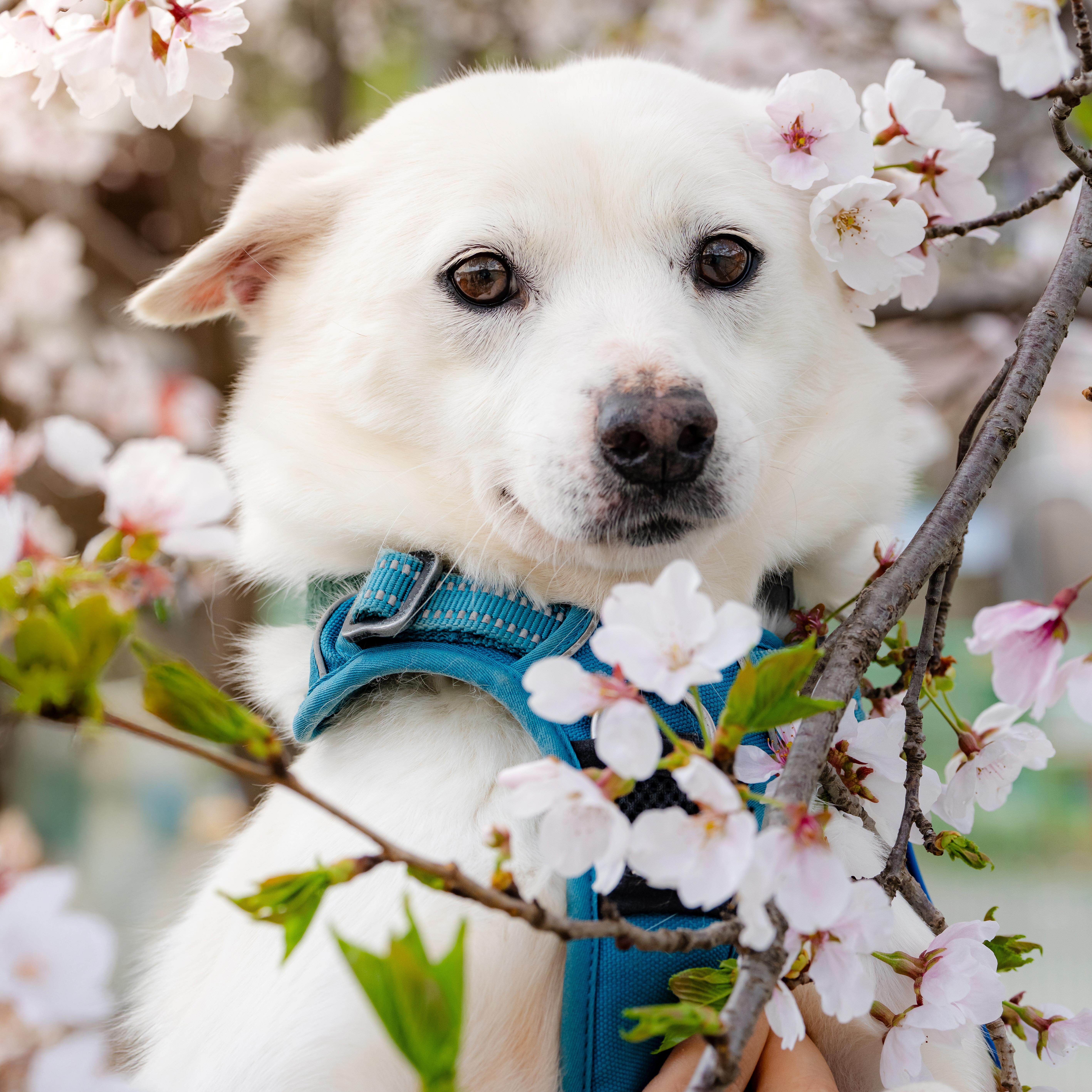 우유