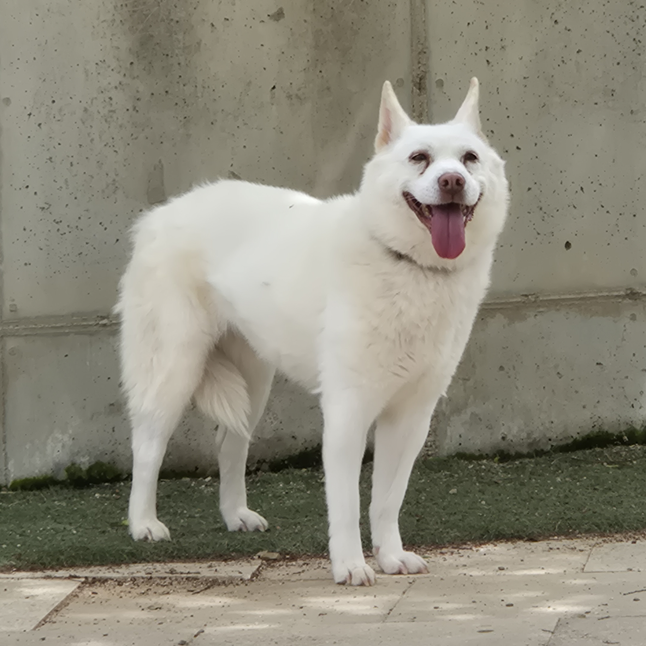 마야