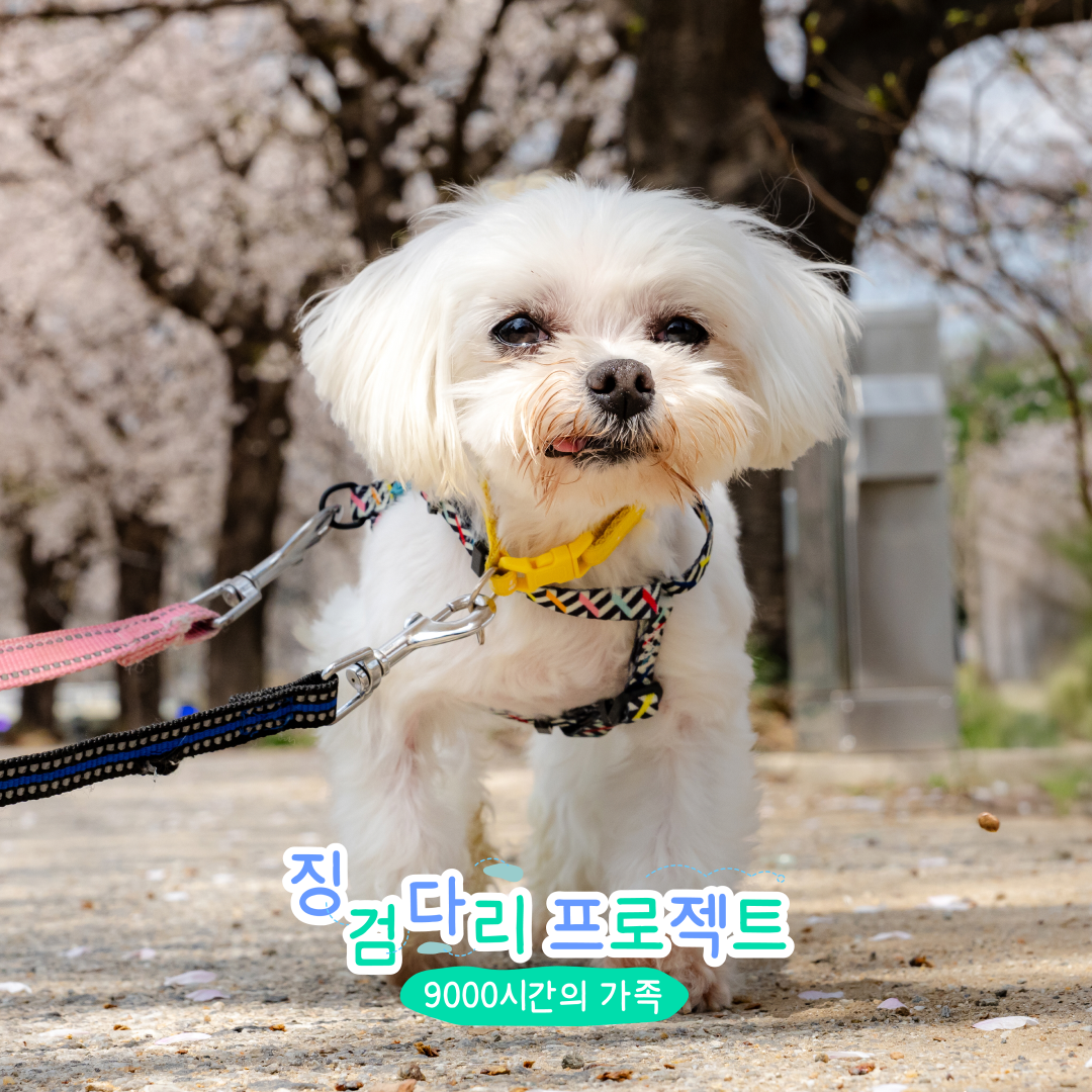 히야