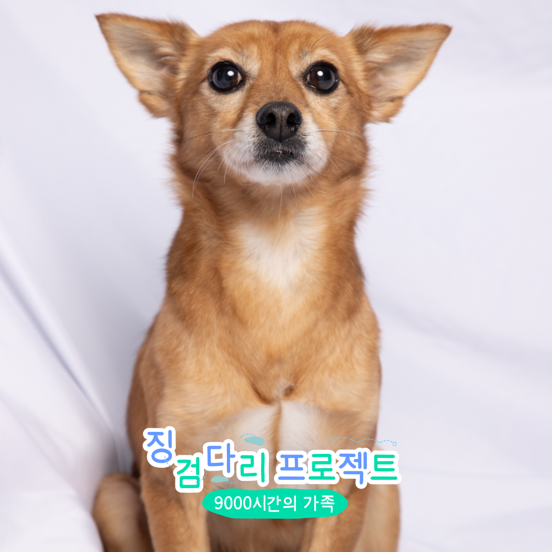 벨리