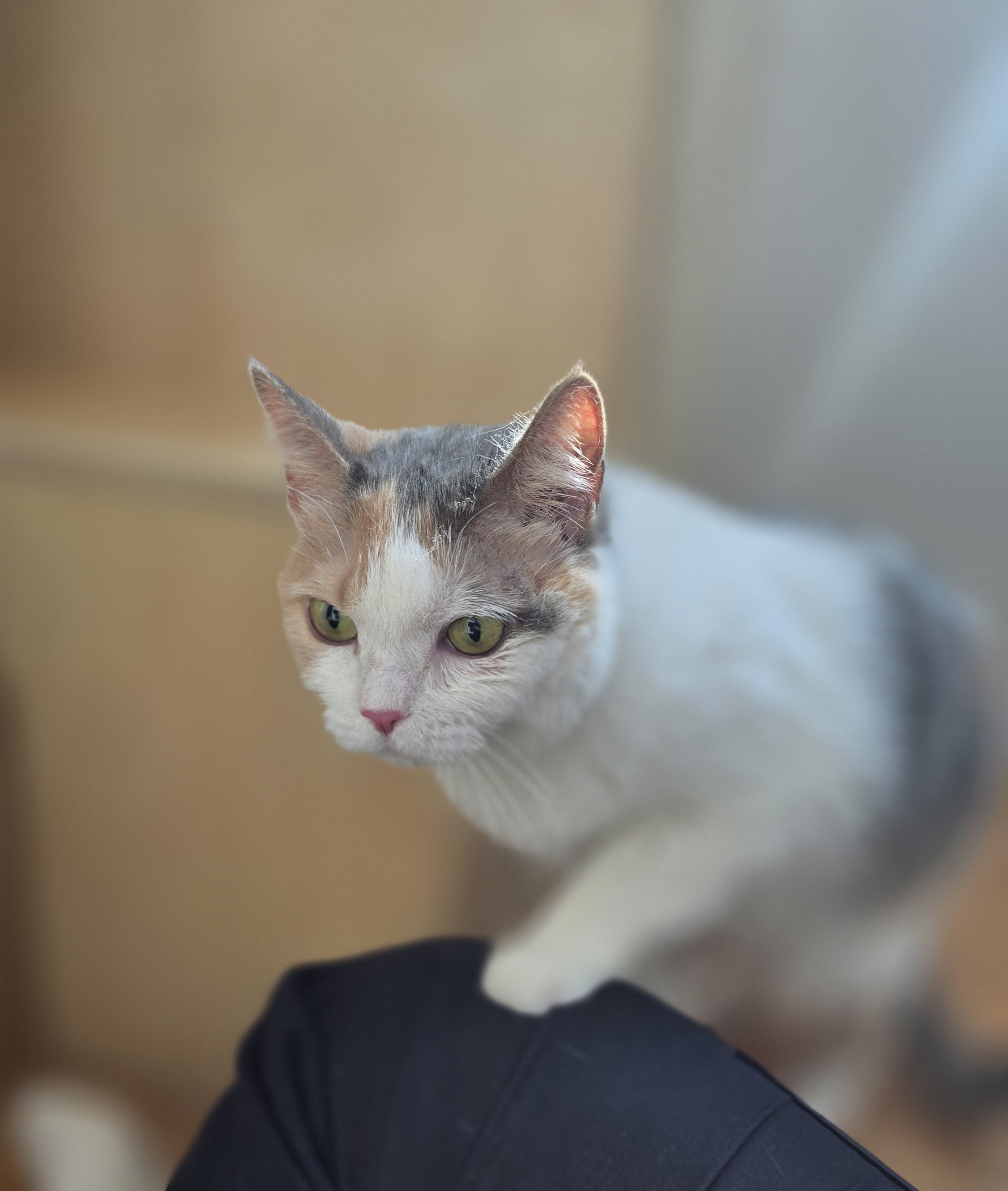 공주