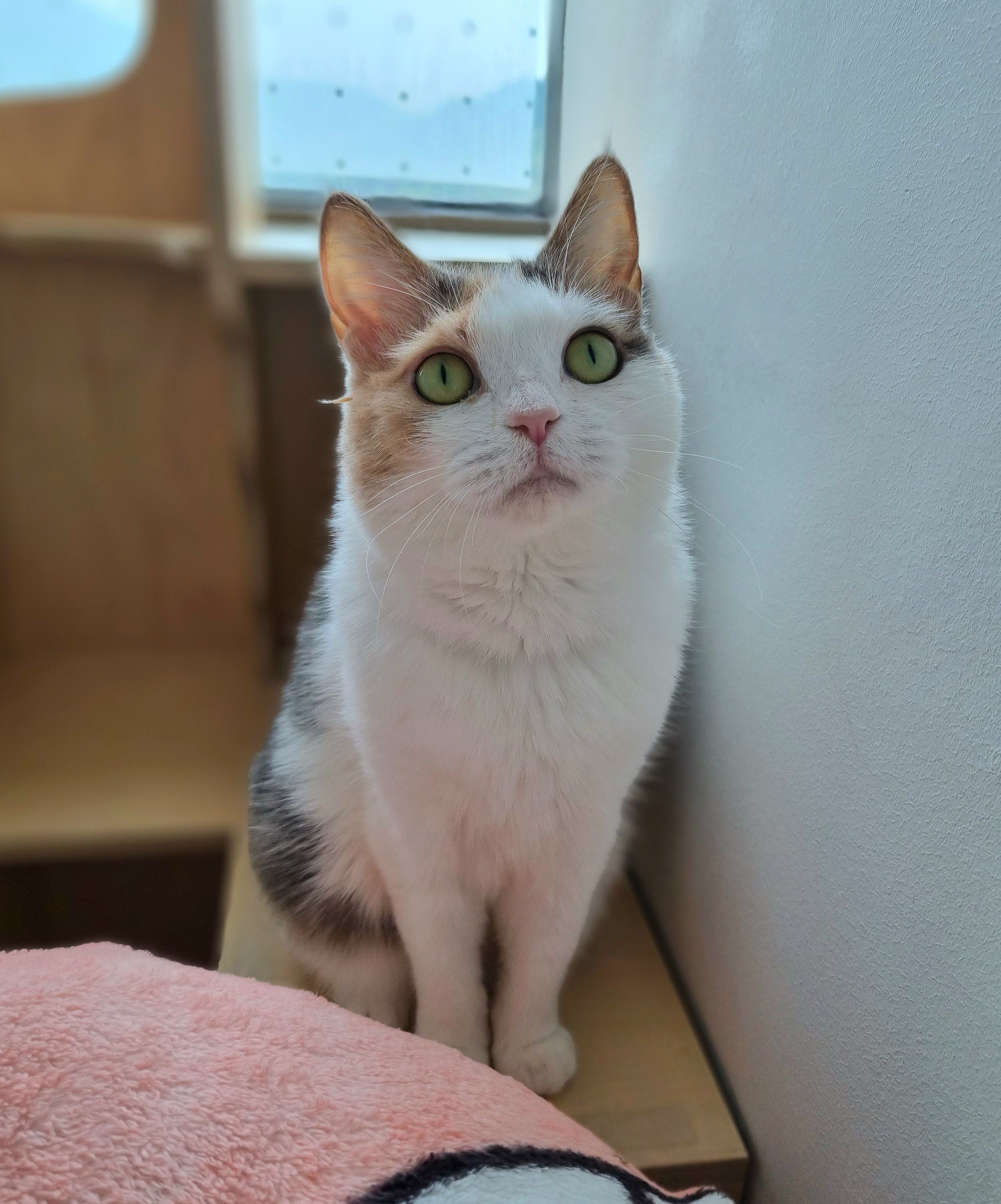 공주