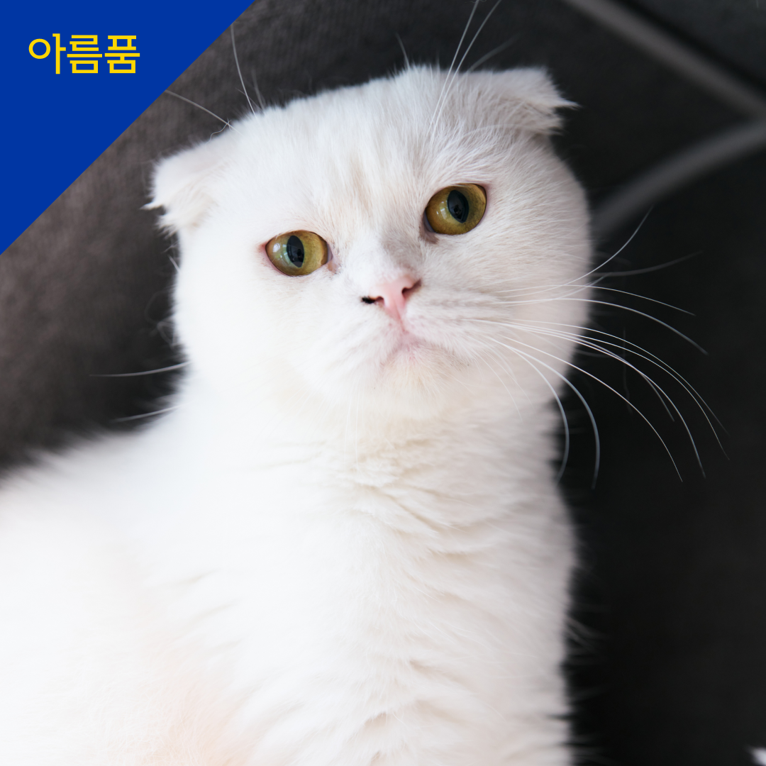 청청