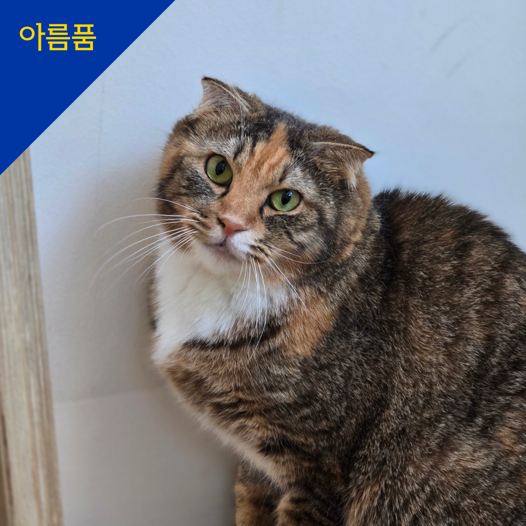 아레(구 폴카)