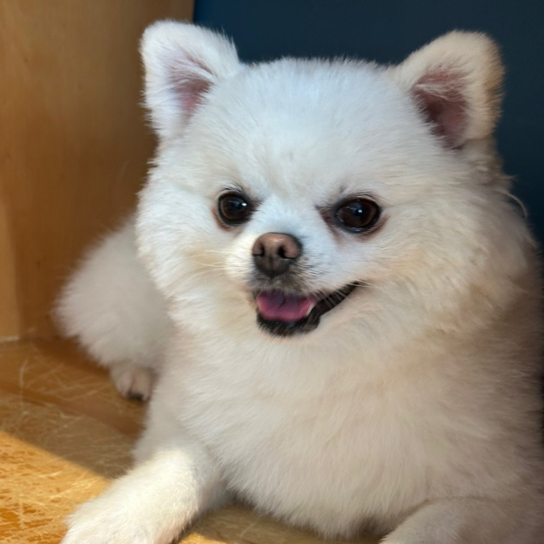 레아