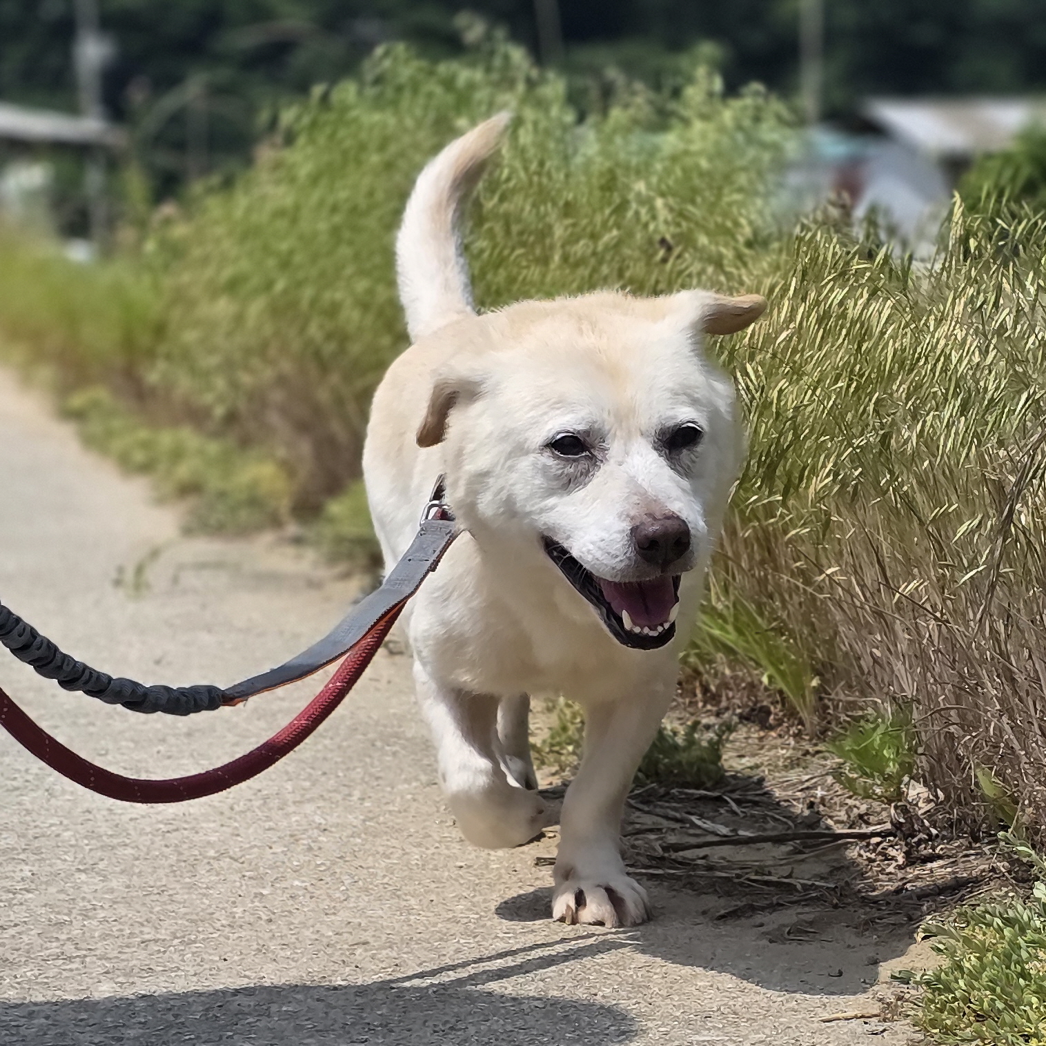 초롱