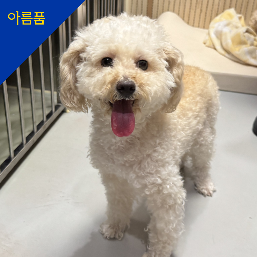 보니