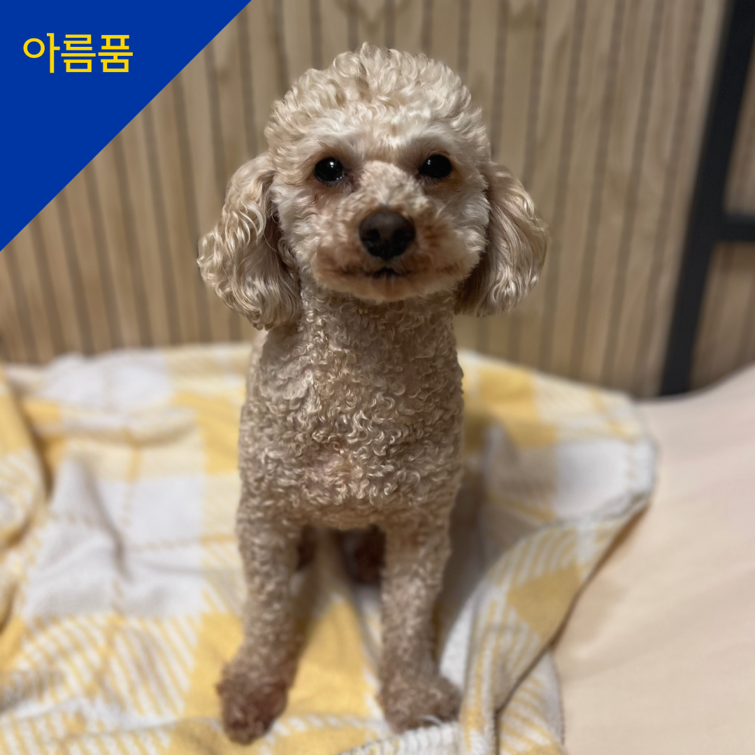 지미