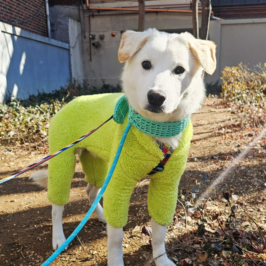 치노