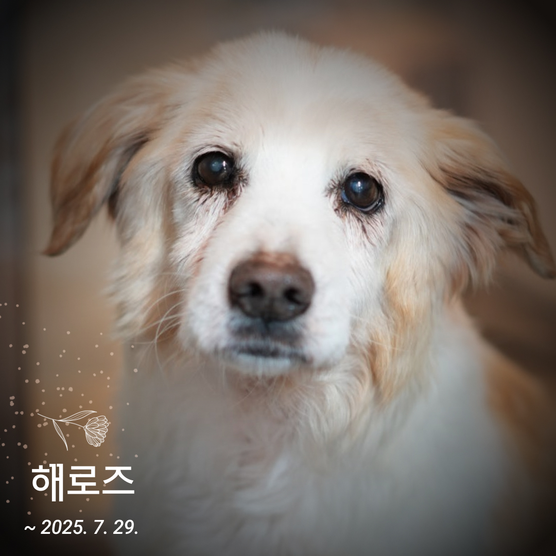 해로즈