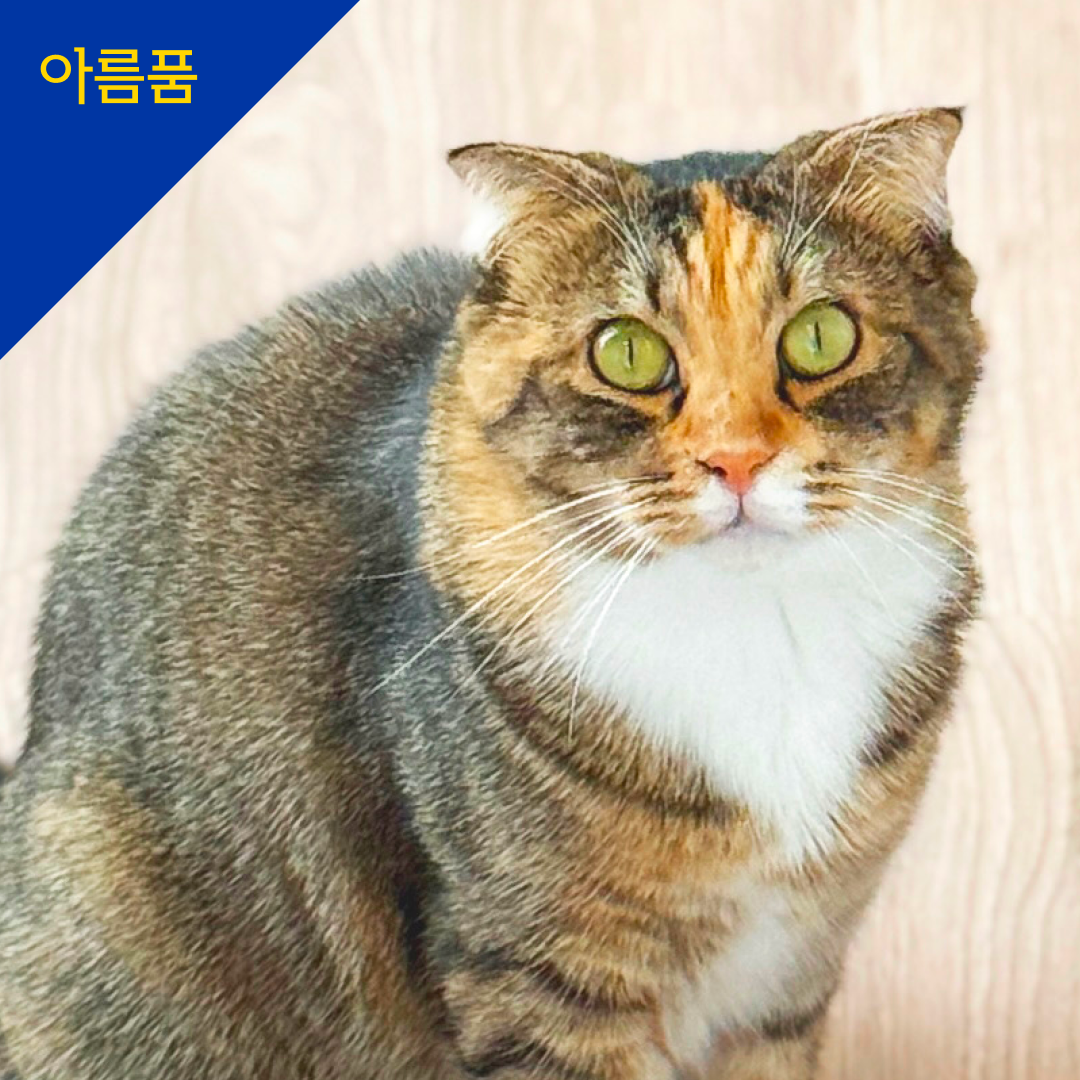아레(구 폴카)