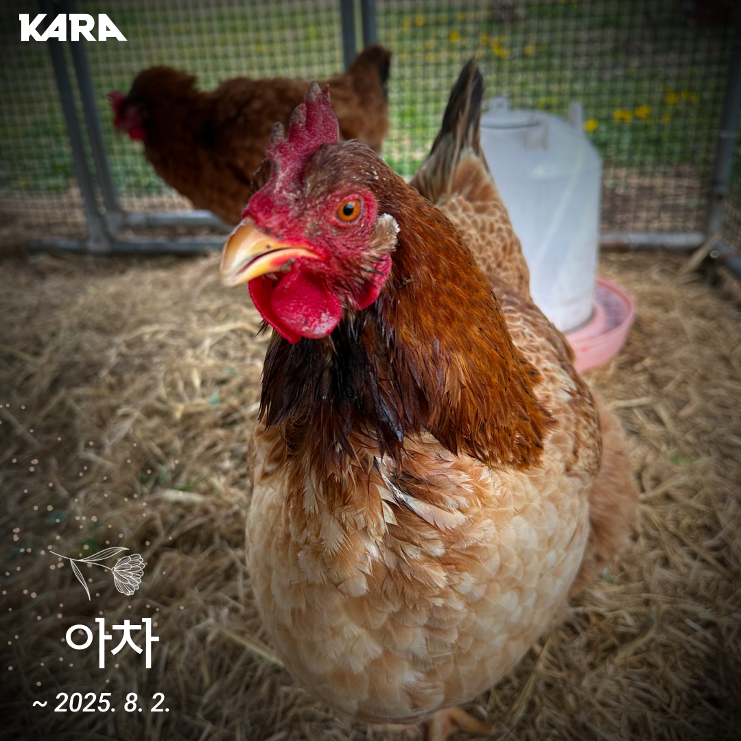 아차