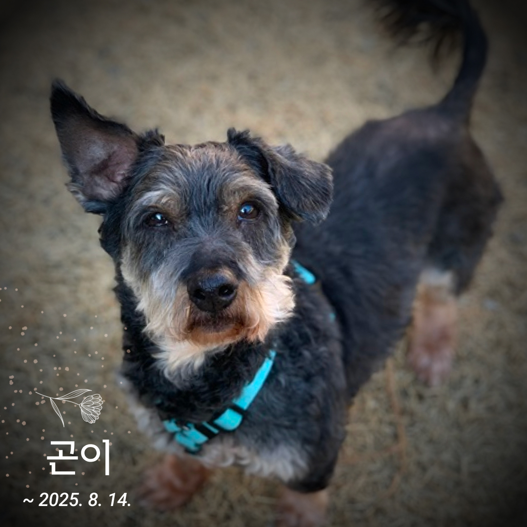곤이