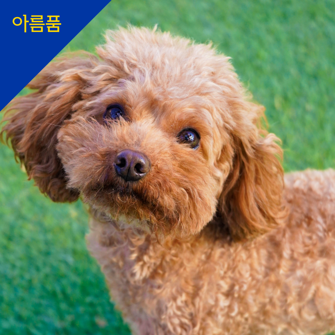 라티