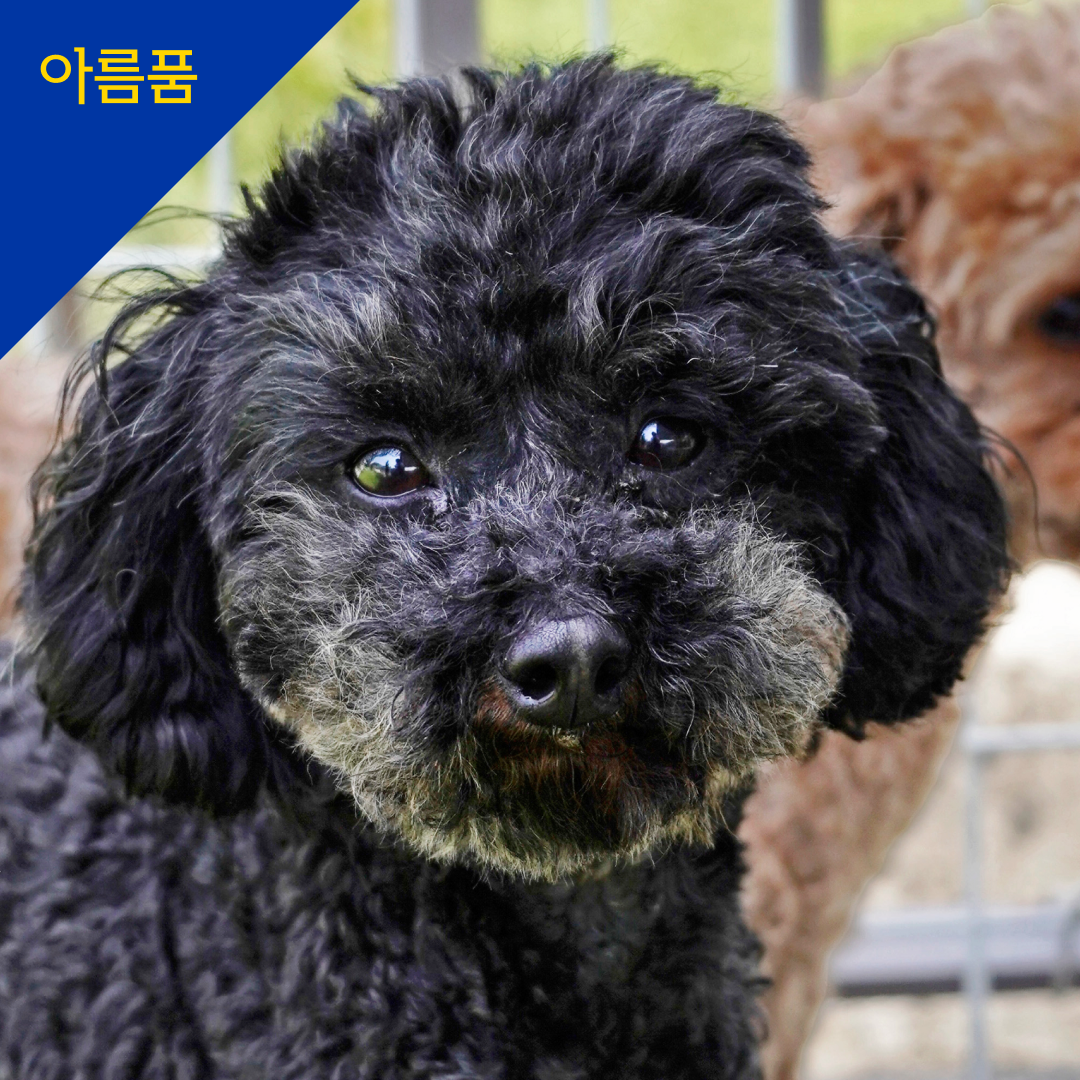 가온