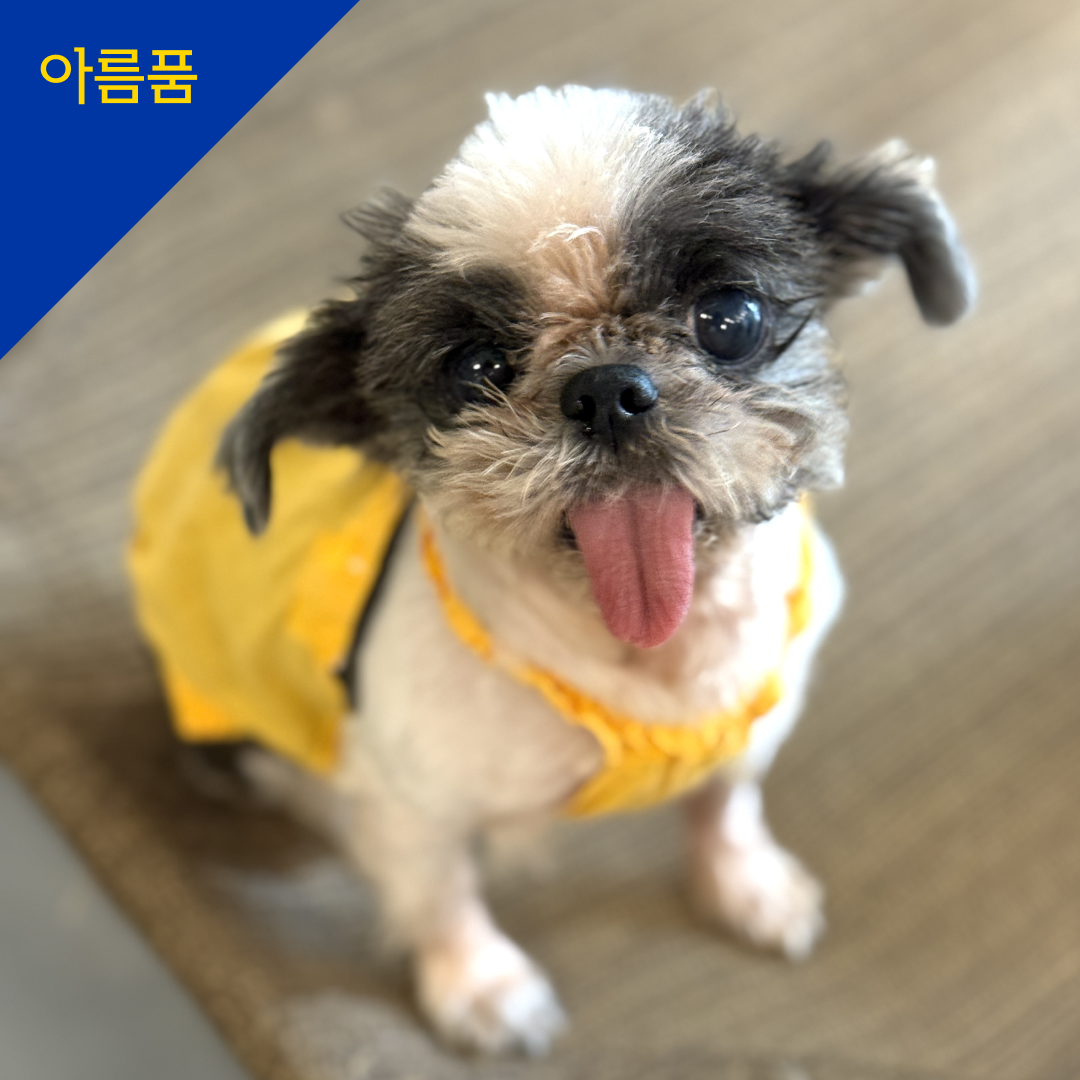 롱짱