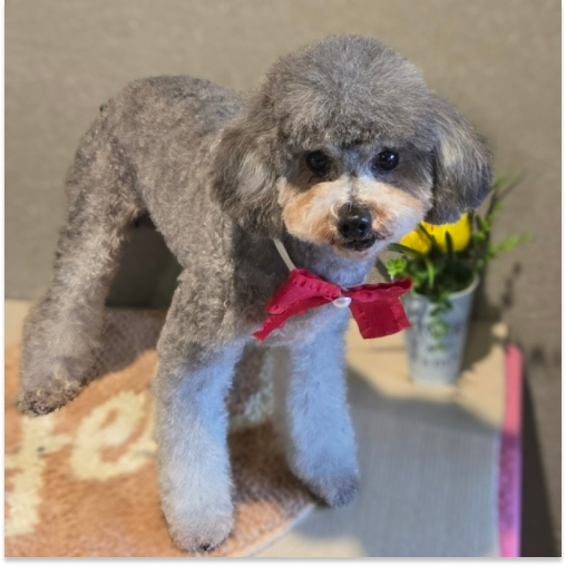 느티