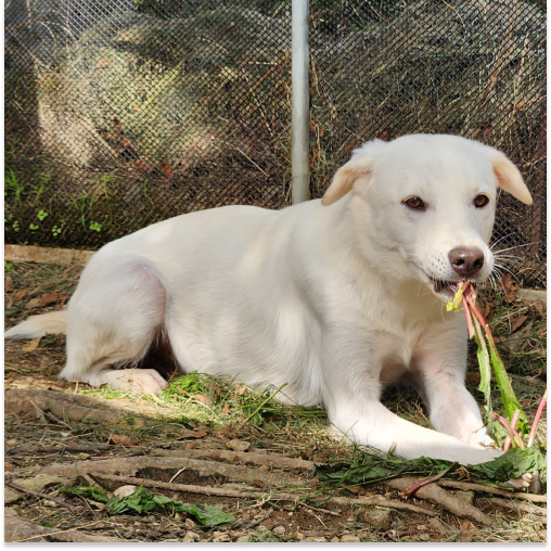 치노 (입양 진행 중)