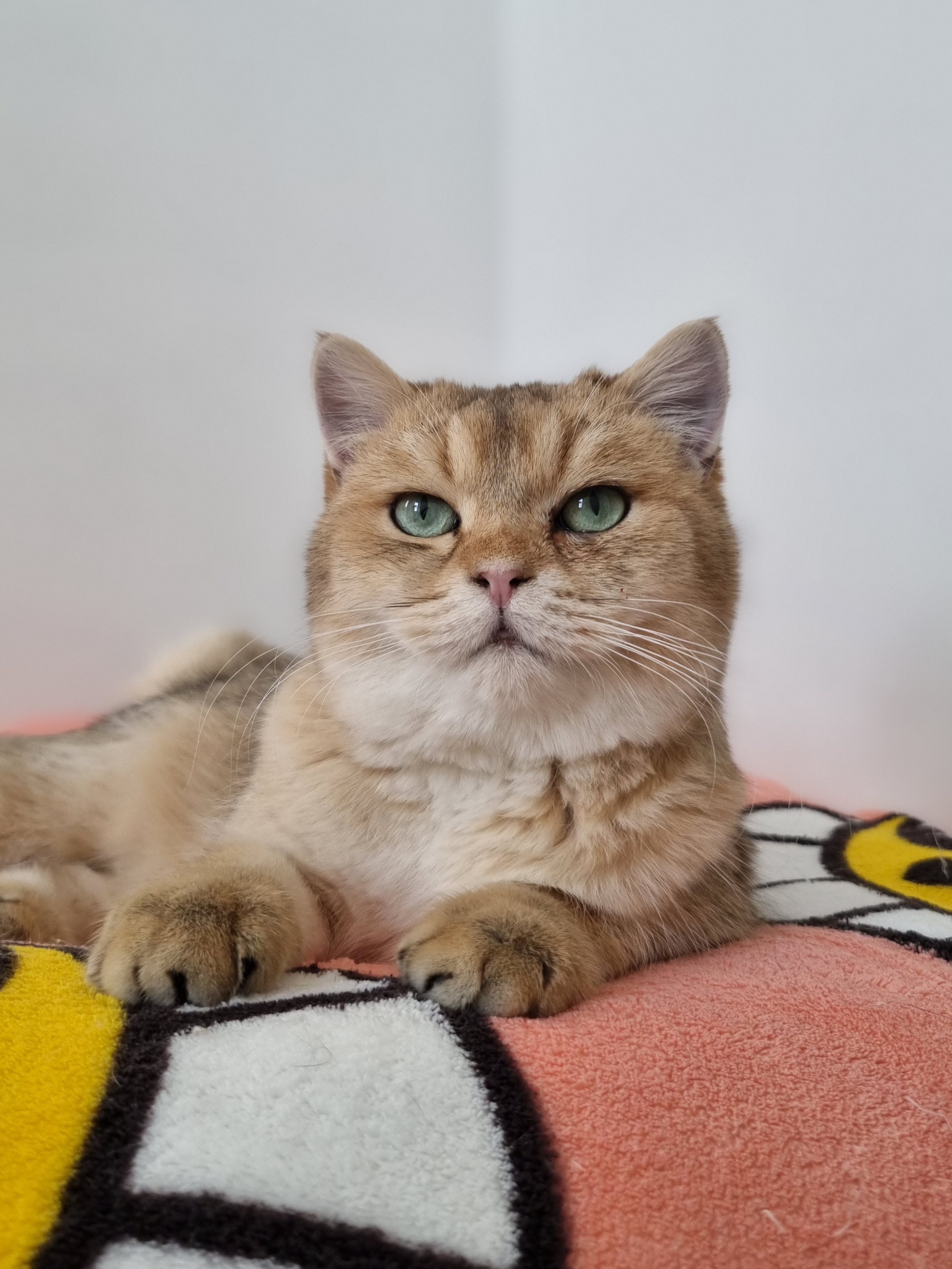 푸카(입양 진행 중)