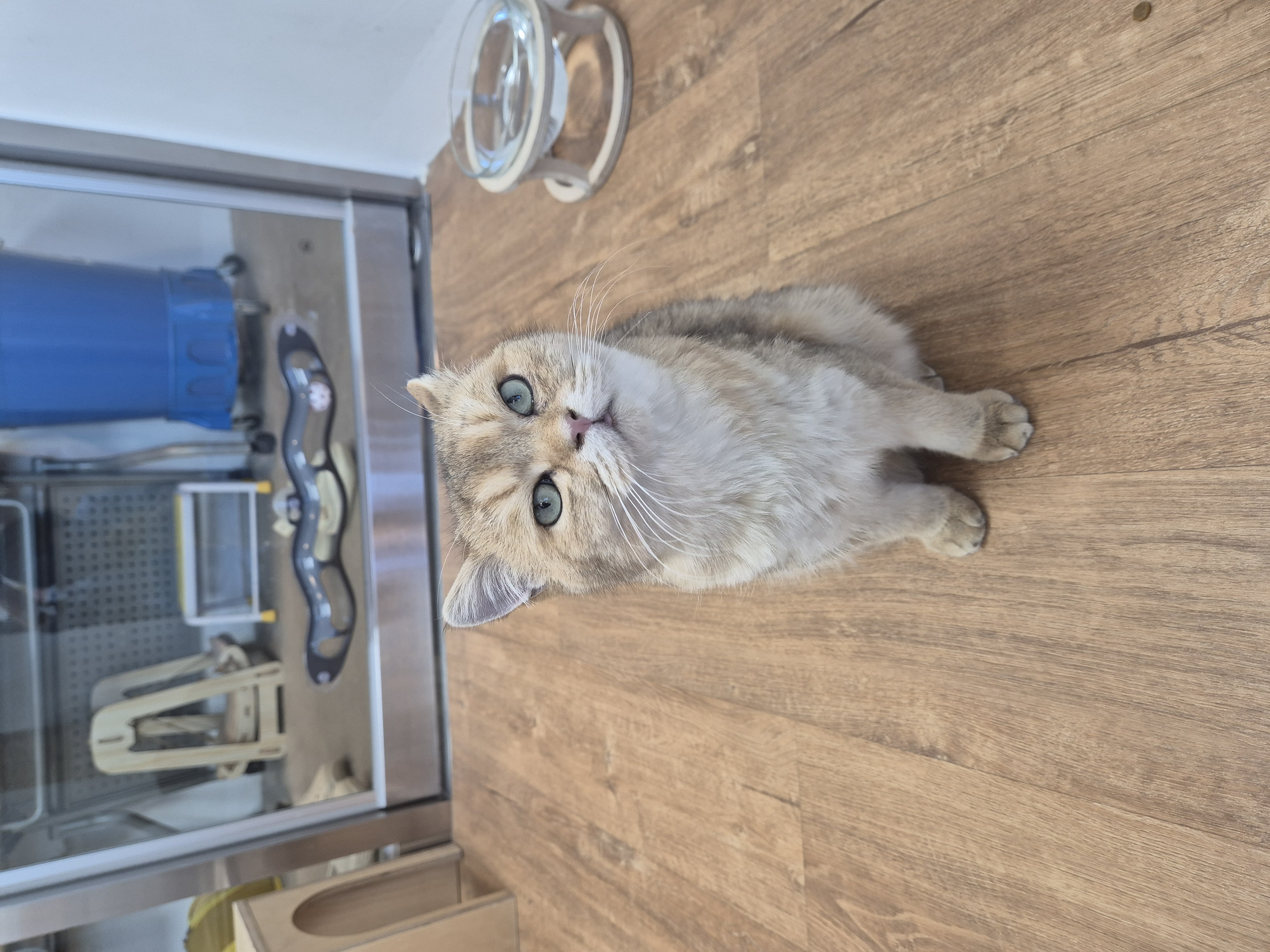 푸카(입양 진행 중)