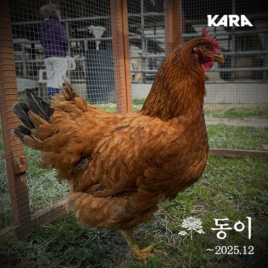 동이