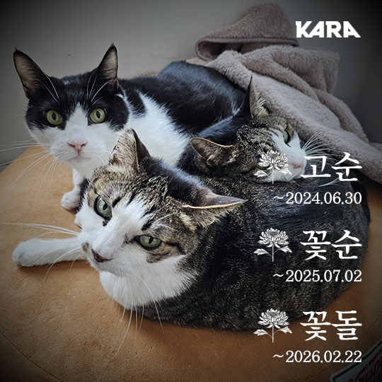 고순이네