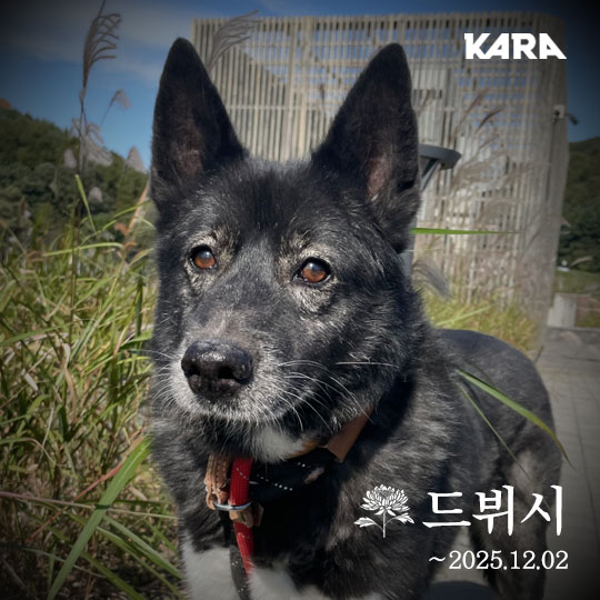 드뷔시