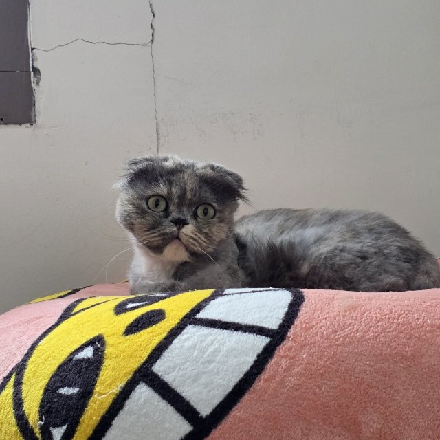 듀리