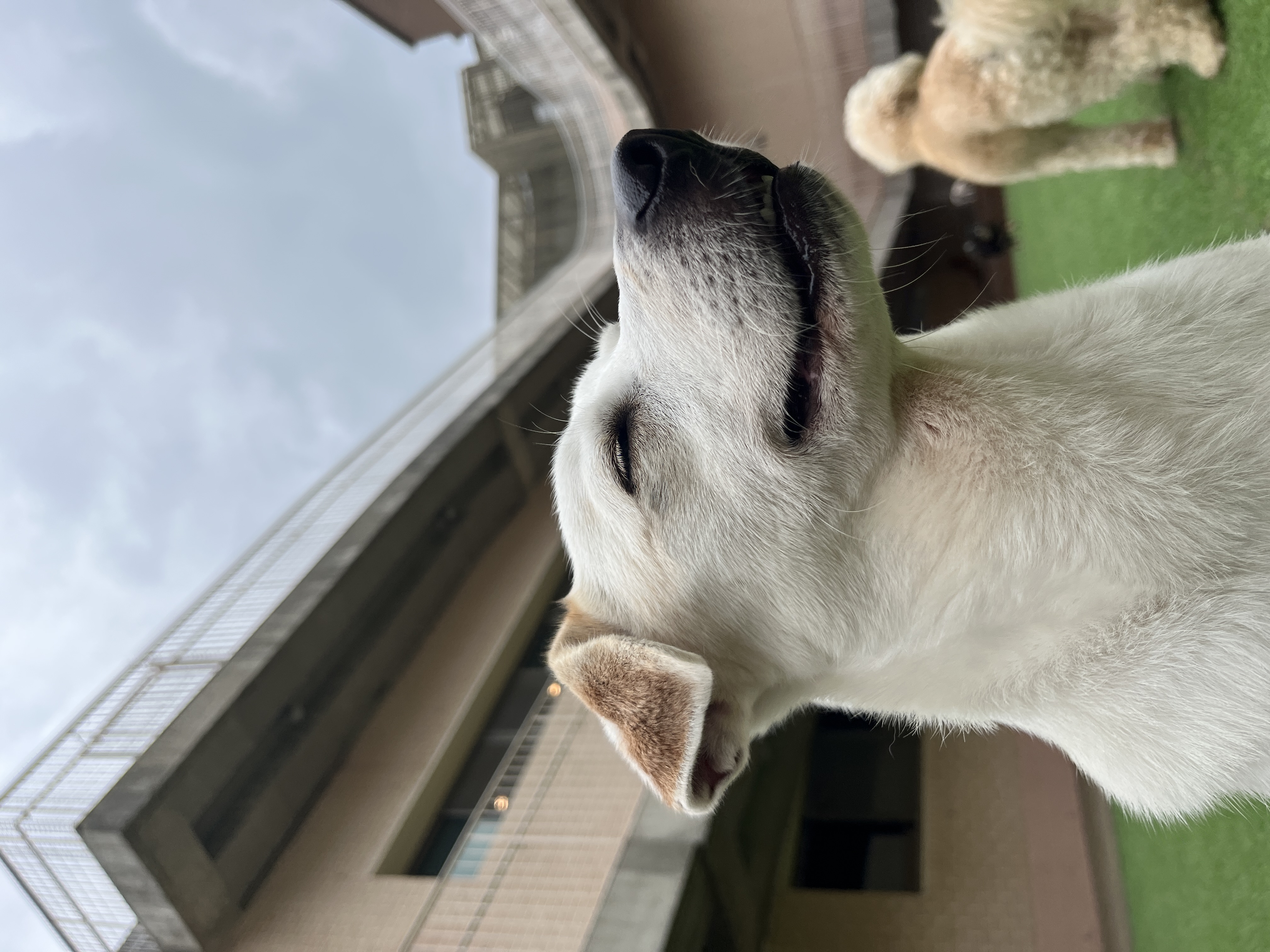 노바