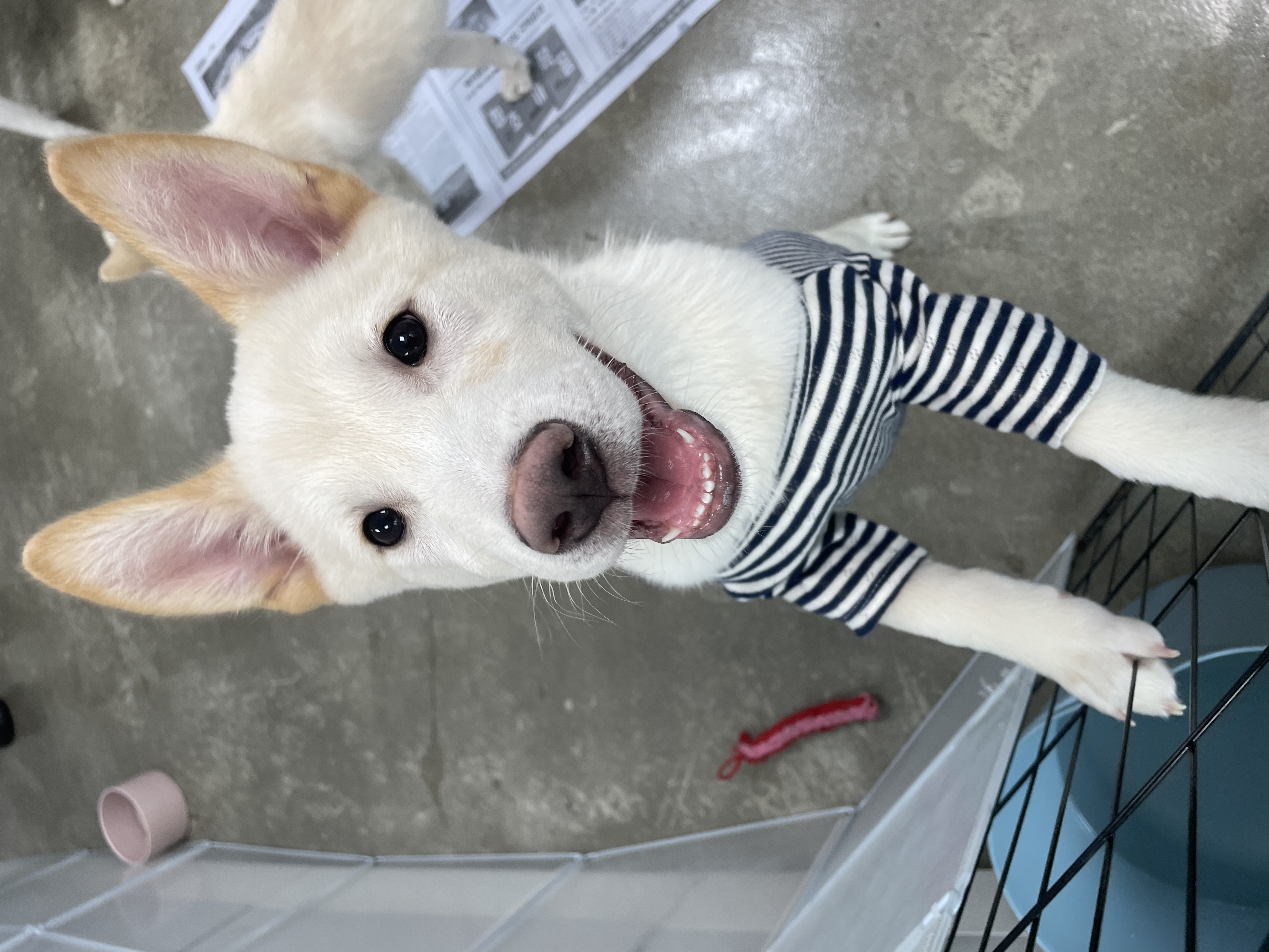 설이