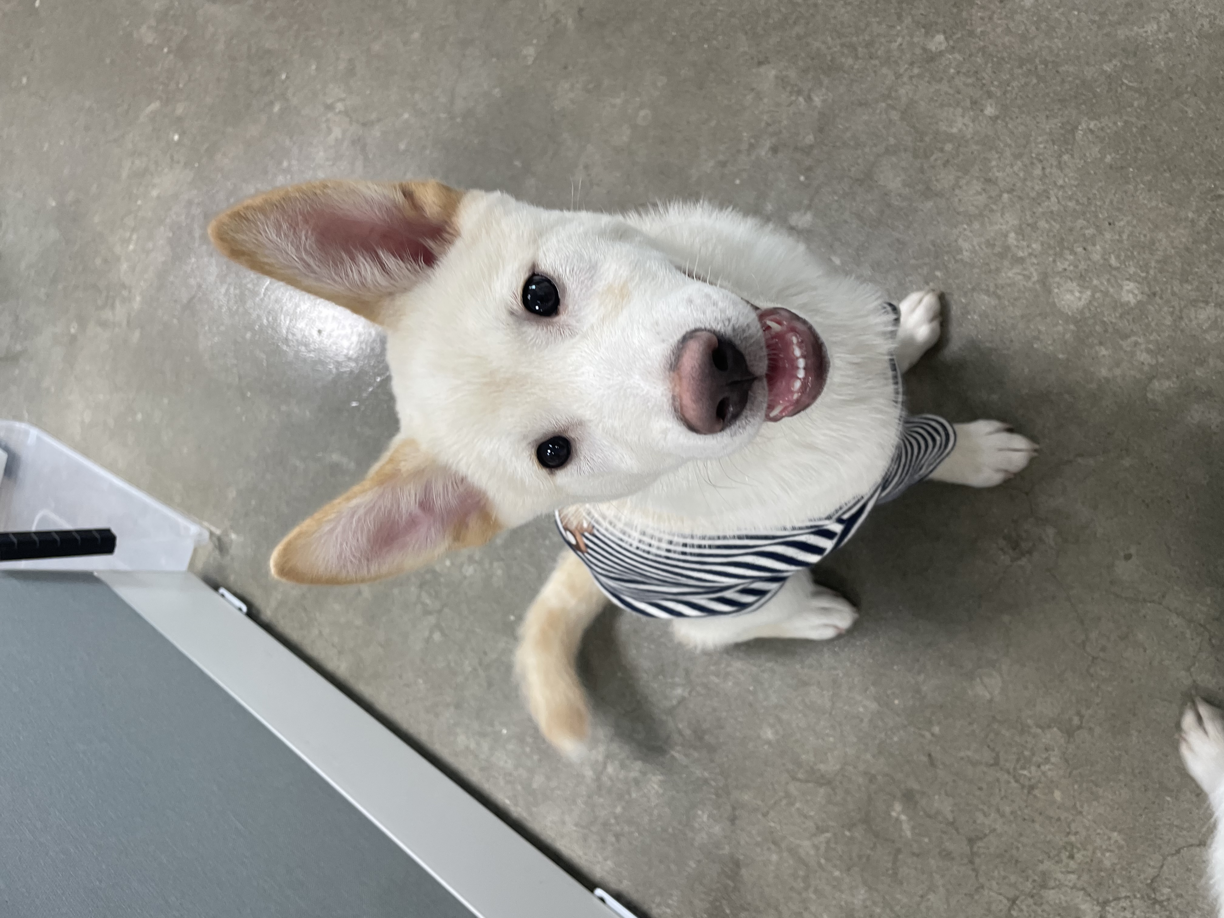 설이