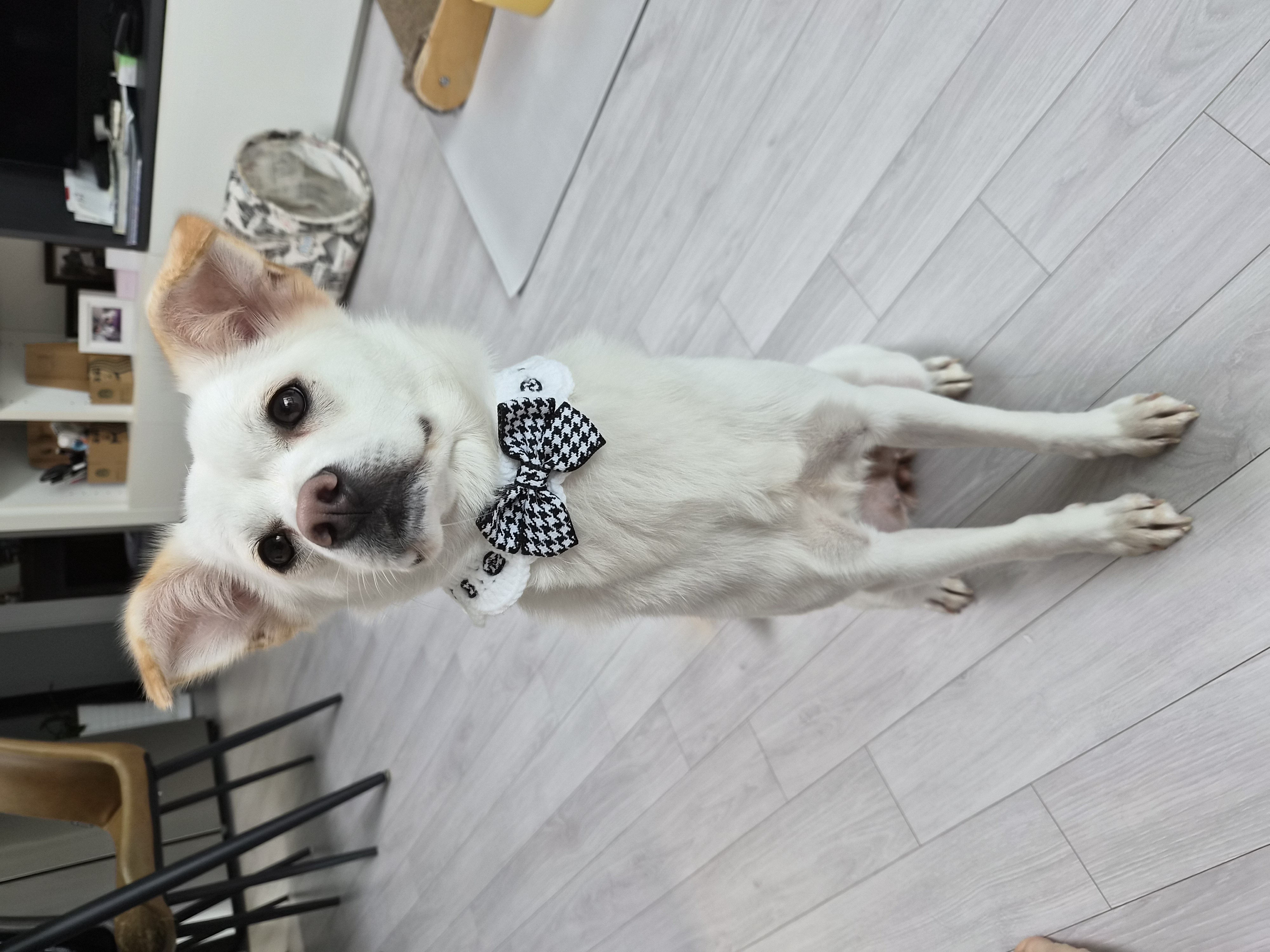 두부