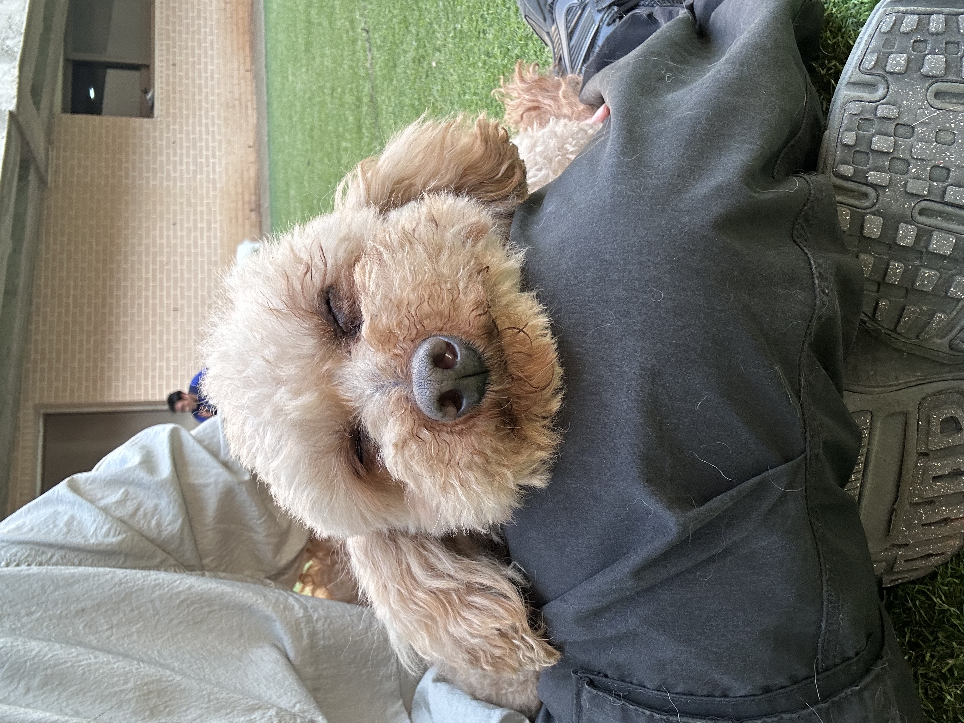 히솝