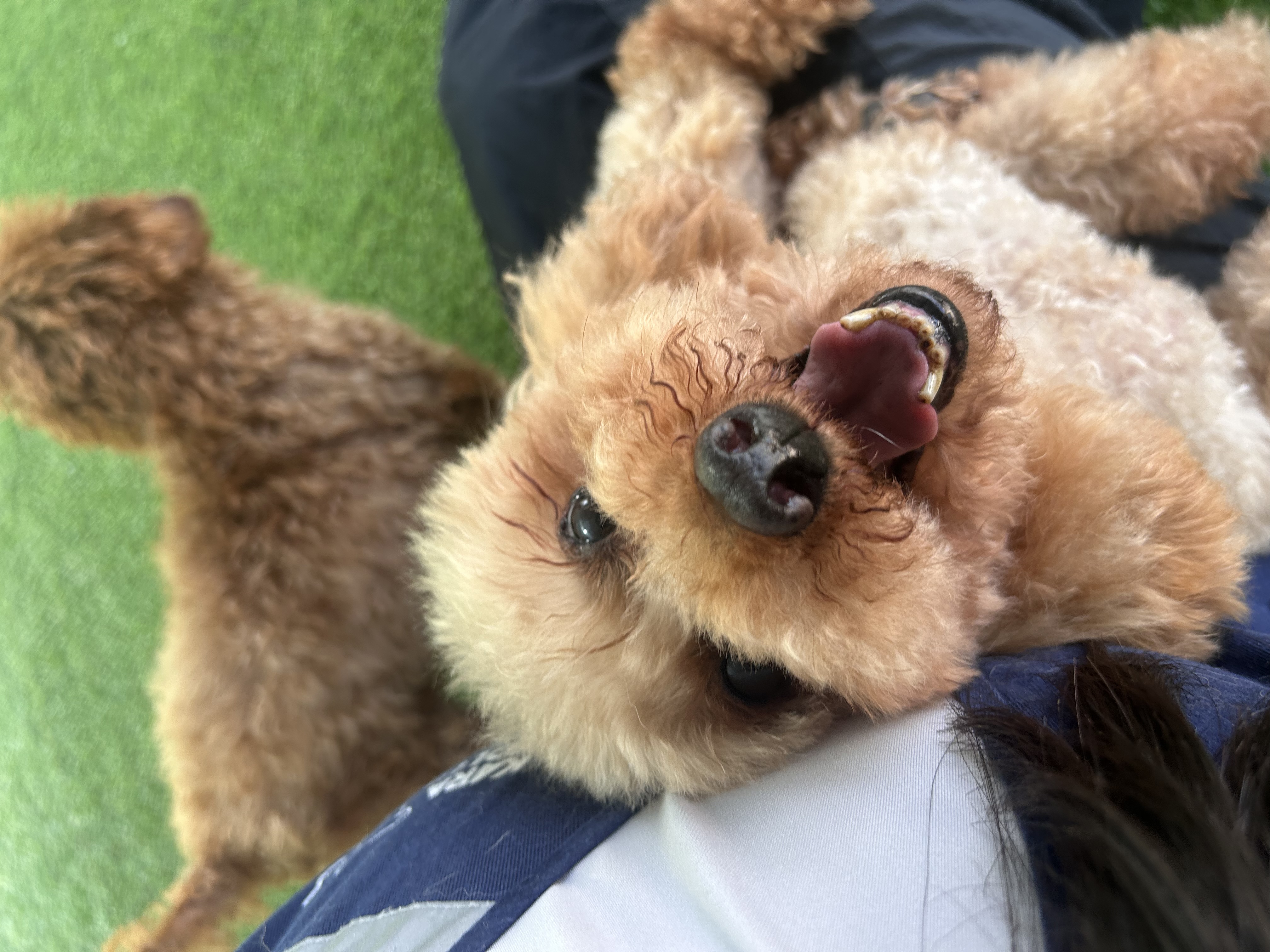 히솝