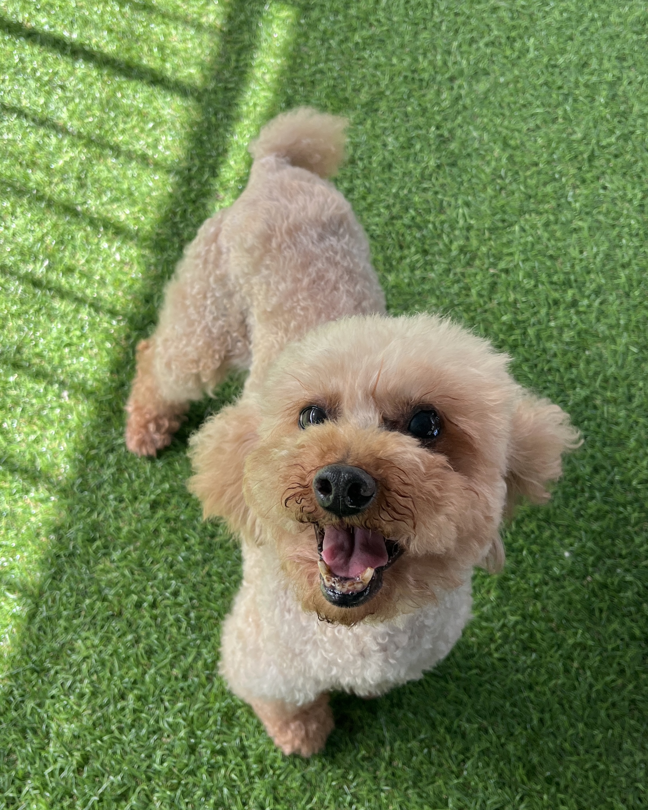히솝